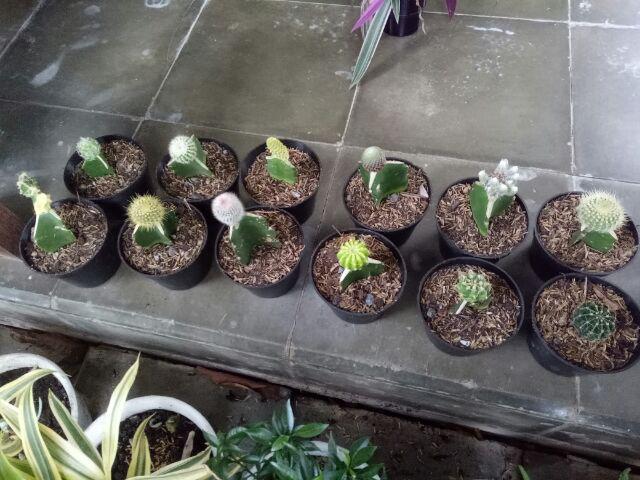 Paket 12pcs Kaktus+free Pot 10cm 12pcs