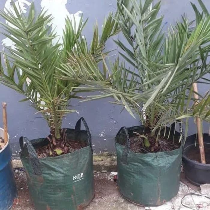 

pohon kurma ajwa azwa betina dan jantan tinggi 1 meter daun