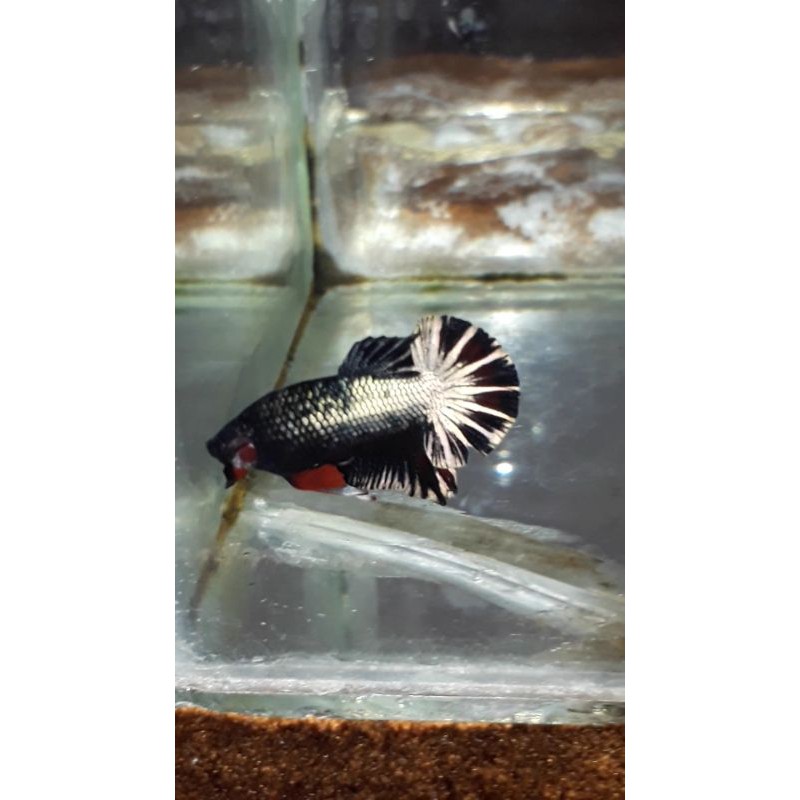 Cupang male avatar rose gold cooper bonus female