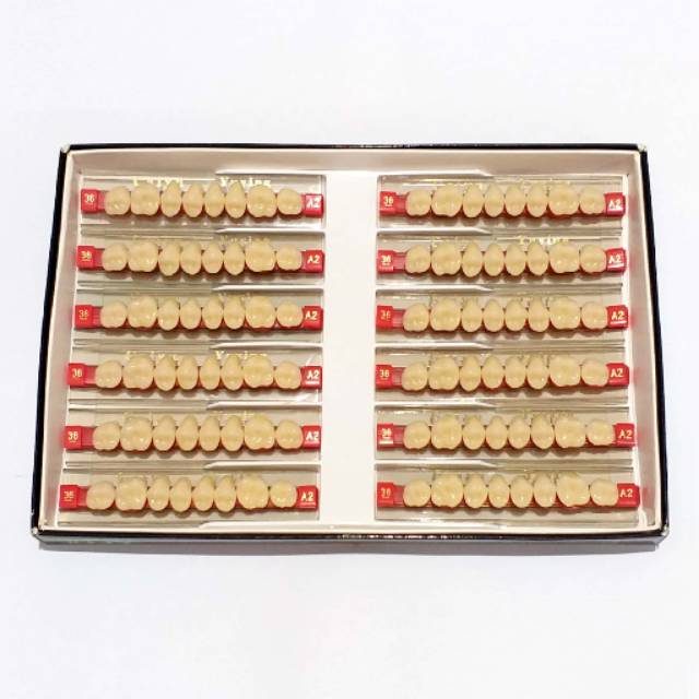 Gigi Palsu Posterior Caiyu Yuying Belakang Atas & Bawah (Upper & Lower)