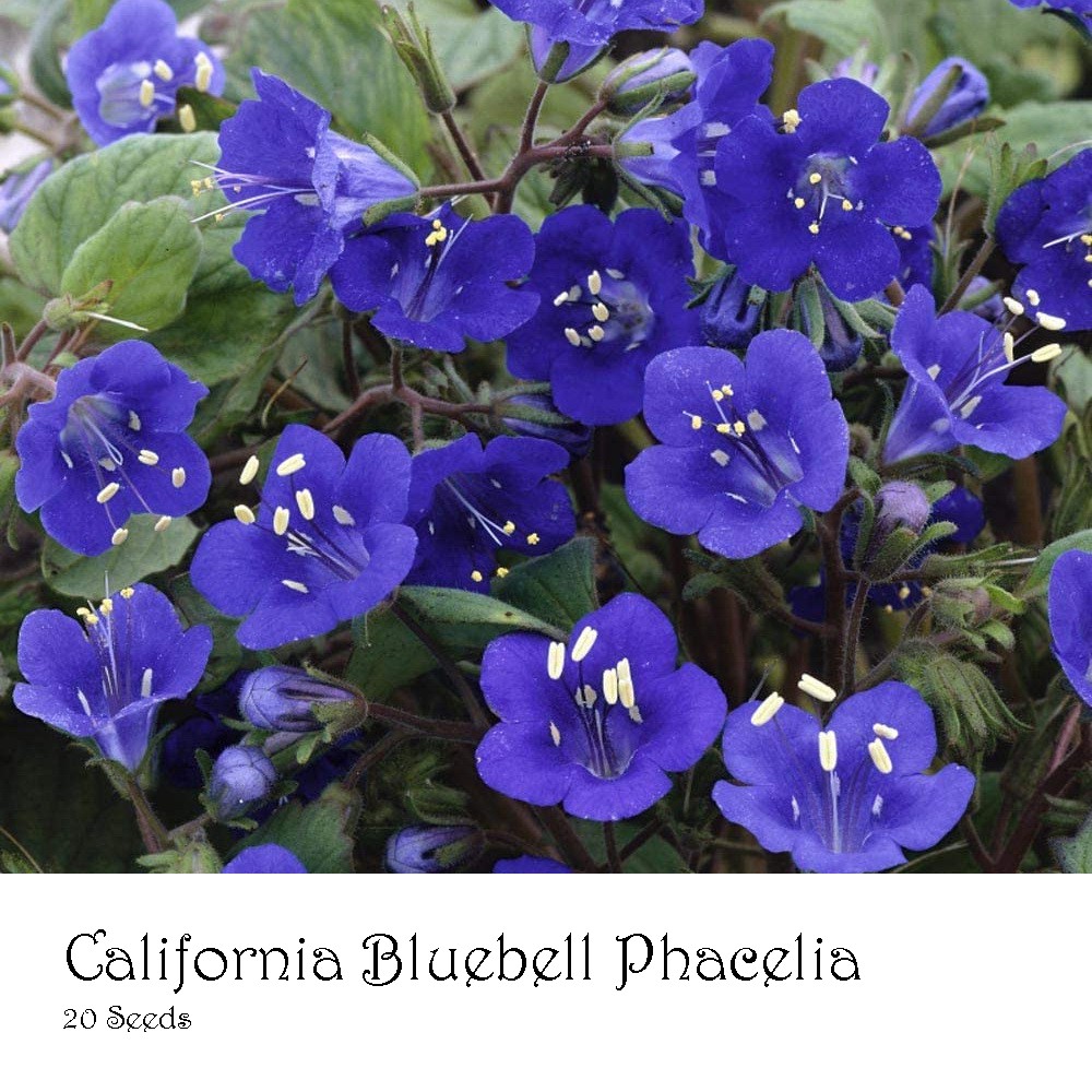 PlantaSeed - 20 Seeds - California Bluebell Phacelia Biji - PAS0215