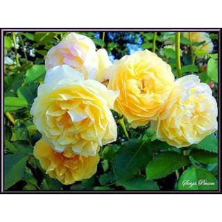 Tanaman Mawar Floribunda Kuning