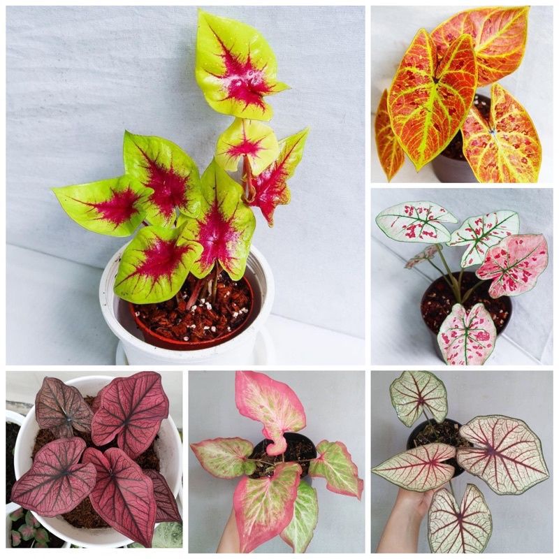 promo paket 6 keladi umbi asli 100% keladi import