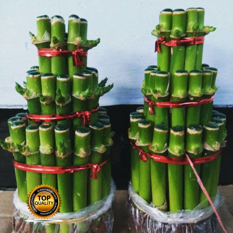 Bibit Tanaman Buah hias bambu cina atau bambu hoki unggulan