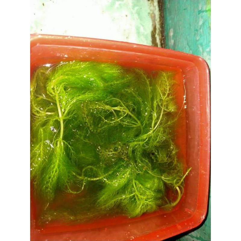 

rumputlaut