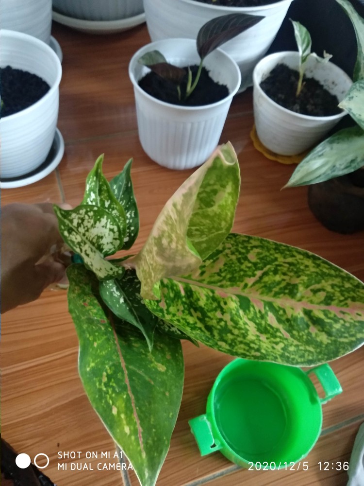 Jual Tanaman Aglonema Snowhite Dengan Harga Yang Pastinya Terjangkau Melayani Partai Maupun Ecer