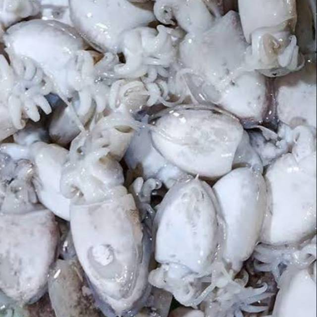 

Sotong