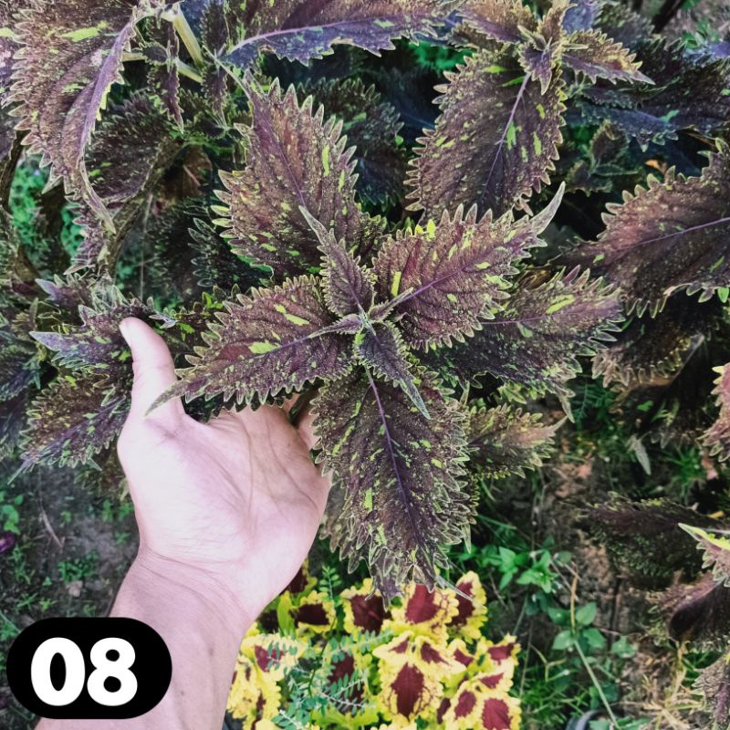 miana coleus jawer kotok iler tanaman hias murah bunga miana premium miana langka miana murah miyana