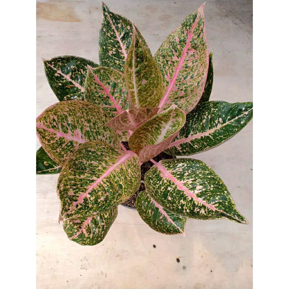 Bonggolan Aglonema Shinta