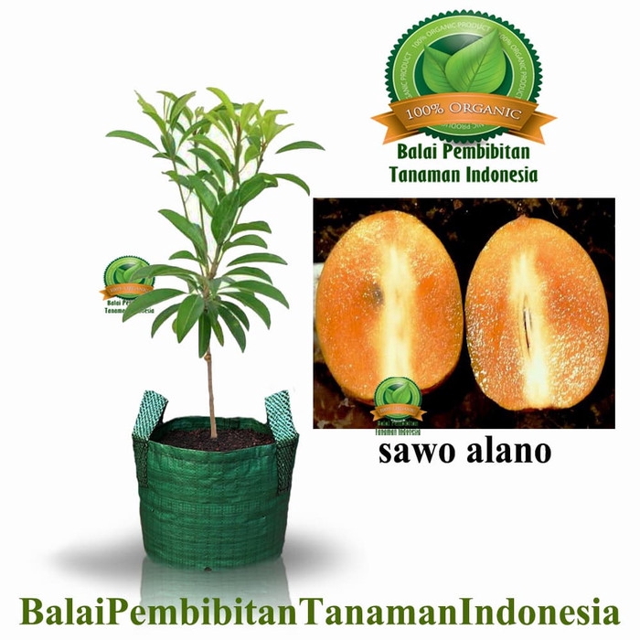 bibit sawo alano / bibit buah / tanaman