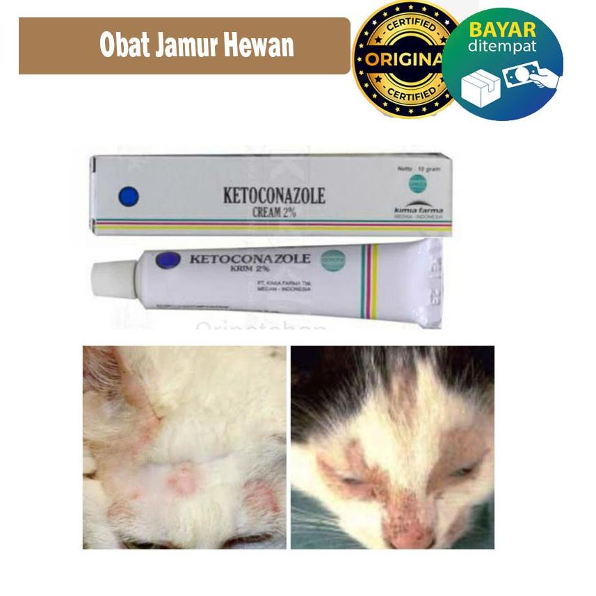 ✯Terbaru✲➼ SALEP CREAM OBAT JAMUR SCABIES KUCING ANJING KETOCONAZOLE / OBAT KURAP KUTU TUNGAU KUCING