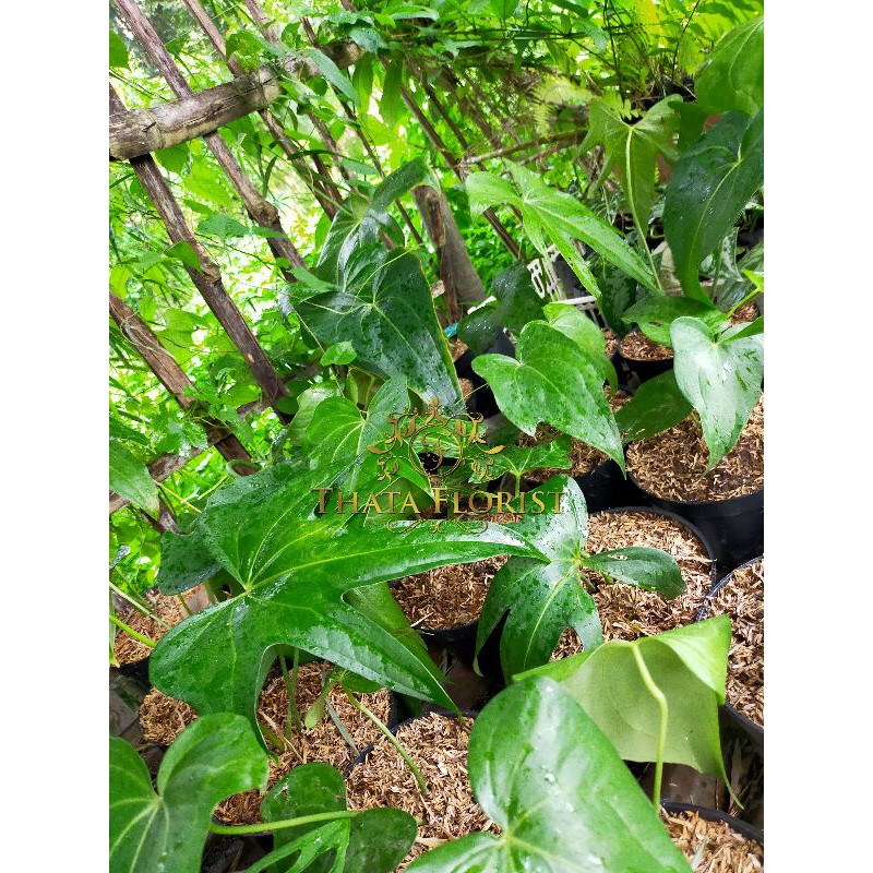 Termurah Anthurium Jari QMYapjMIedVjng