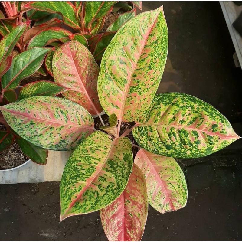Aglonema Big Roy Tanaman Hias Hidup Bunga Murah Aglaonema Big Roy Bukan Bonggol