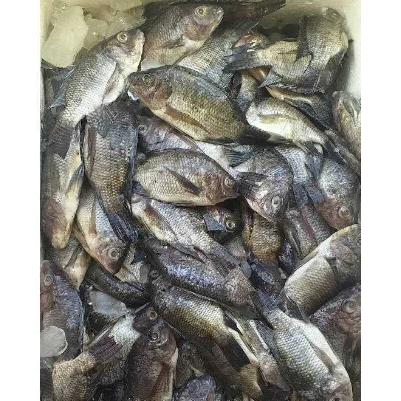 

IKAN MUJAIR SEGAR