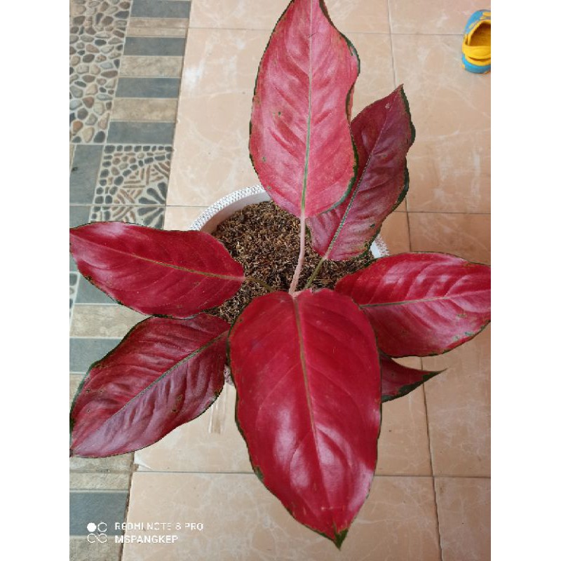 aglaonema suksom jaipong indukan
