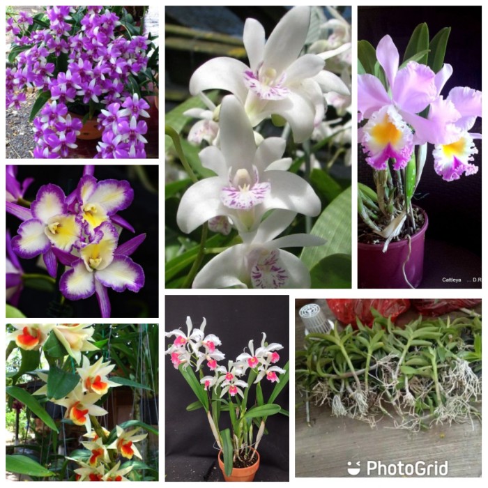 paket 6 Anggrek Dendrobium