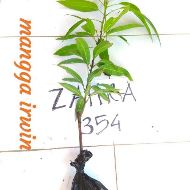 BIBIT MANGGA IRWIN OKULASI 70CM // BIBIT MANGGA // MANGGA IRWIN