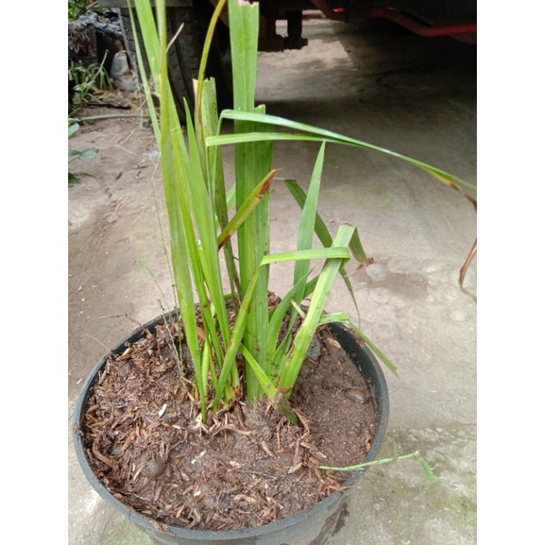 Tanaman dlingo herbal