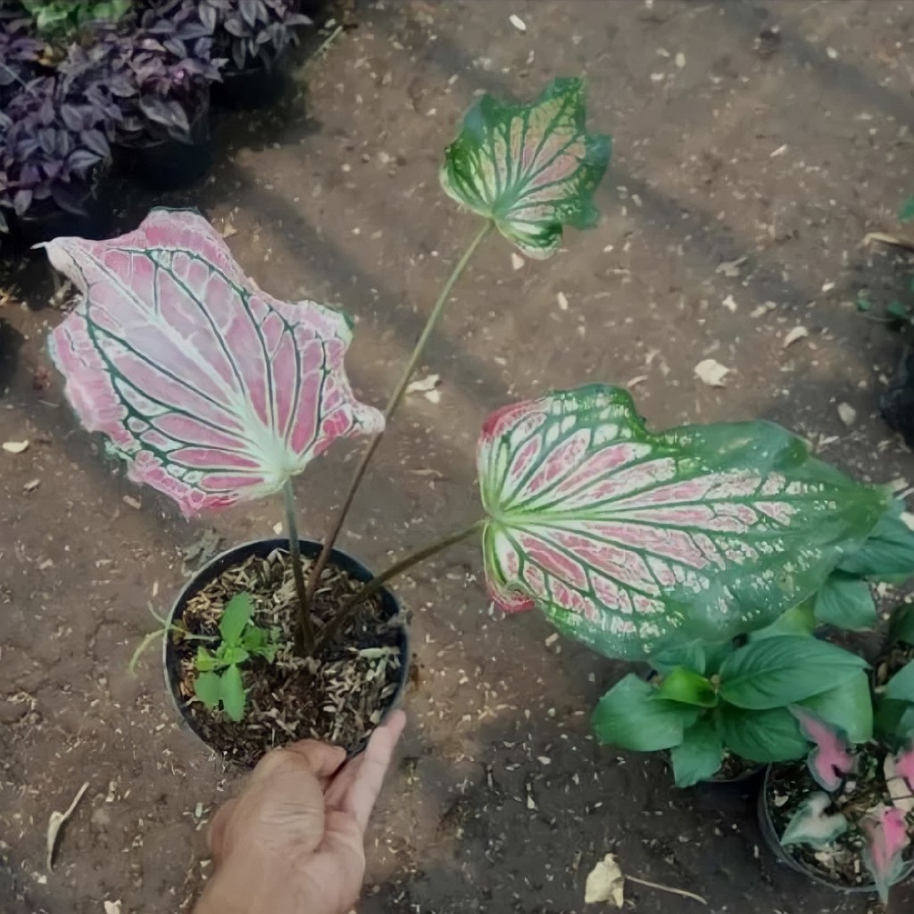 Bunga Caladium Keladi Wayang Cantik Murah Berkualitas