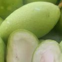 

mangga mengkal mangga muda mangga okiyoung /lokmay tailan fresh per 2 kg