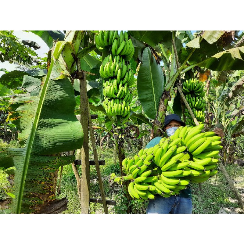 BIBIT BONGGOL PISANG CAVENDISH