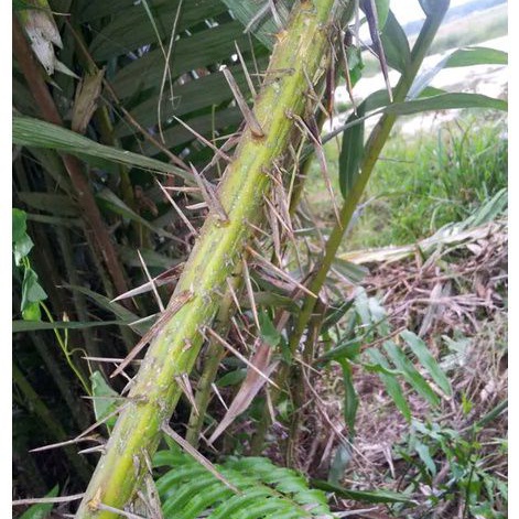 

Duri pohon salak atau cucuk pohon salak per 1 batang panjang 25cm