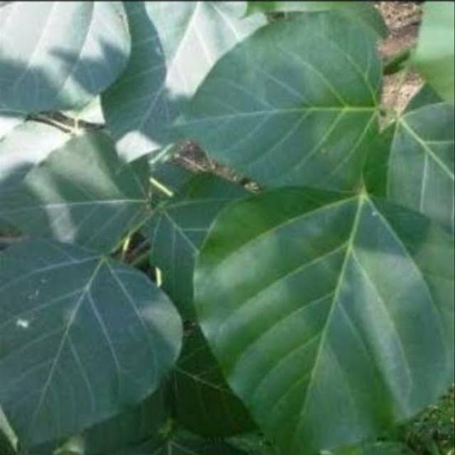 

Obat Daun Daon Dadap Serep Serap Segar 30lembar