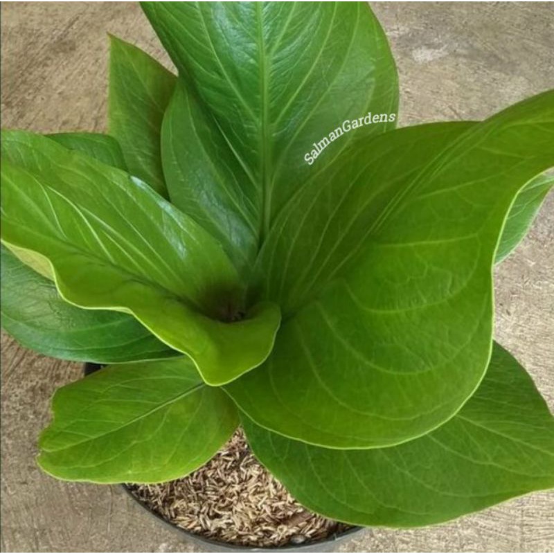 Tanaman hias anthurium jemani cobra - Tanaman antorium jemani - Anturium Jemani