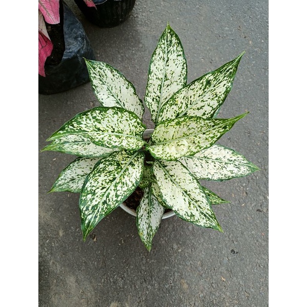 Aglonema Snow white ( Rimbun)