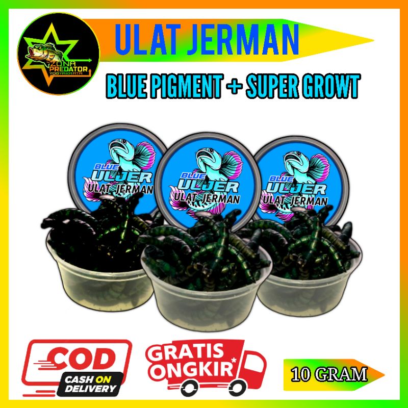 Uljer Ulat Jerman Kering Grade AA By:GFS FEED