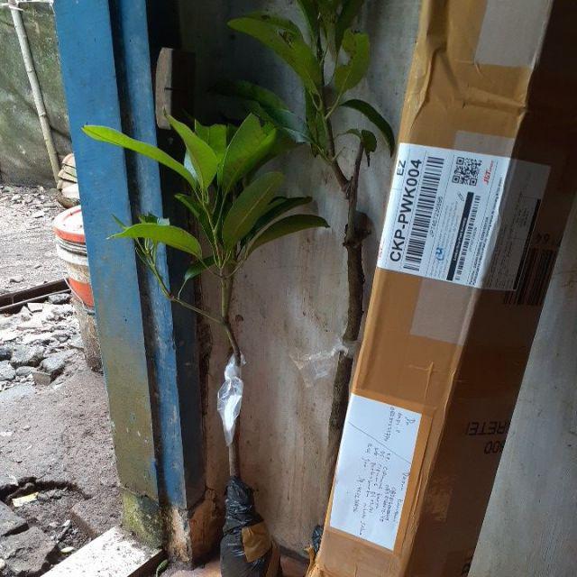 Tanaman Mangga Chokanan - Bibit Mangga Chokanan