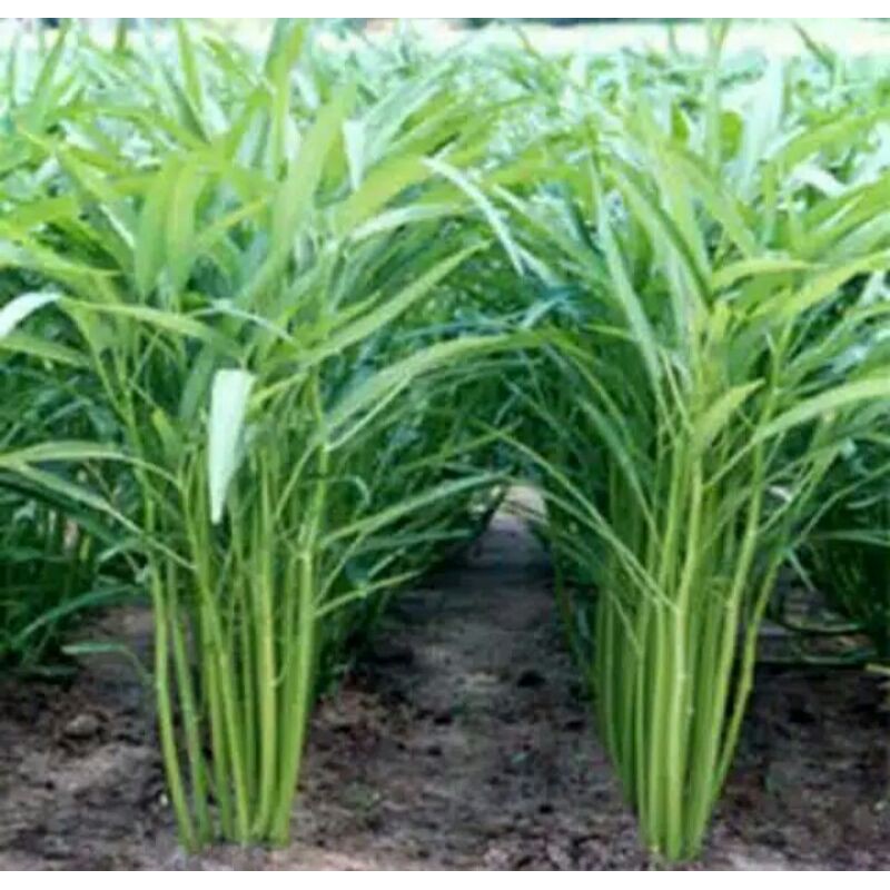 100  biji Benih/ bibit/Biji Kangkung