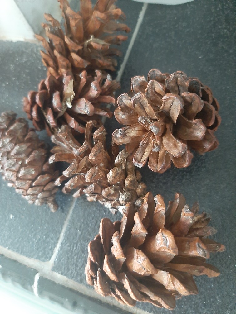 Bunga Pinus Salju Bunga Pinus Kering Putih Salju Hiasan Pohon Natal Dekorasi Natal