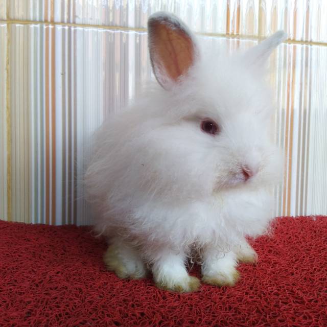 Kelinci mini lion head