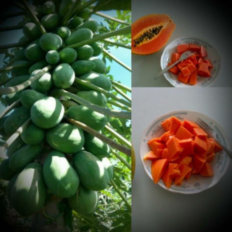 BENIH PEPAYA HAWAI MADU SUPER