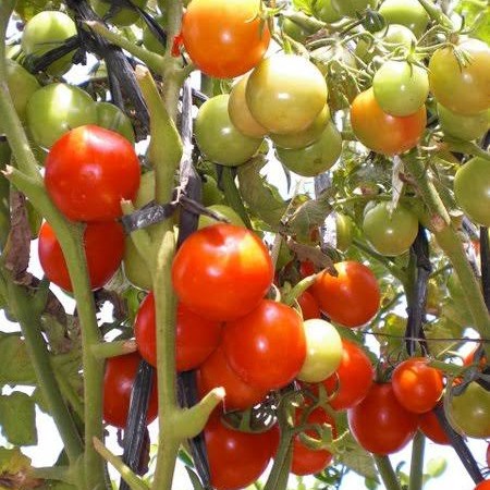 90 Biji Benih Tomat Sayur Merah Karuna Bibit Sayuran Dataran Rendah Unggul Tanaman Berkualitas Super