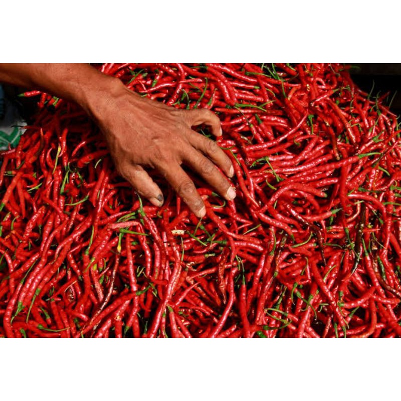 

Cabe Kriting Merah Per 250gr