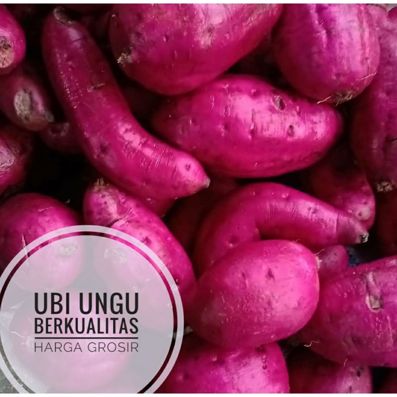 

UBI UNGU KUALITAS EXPORT 1kg