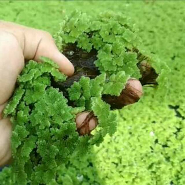 RB2 Bibit azolla pinnata benih azola microphyla pakan alternatif 1Kg