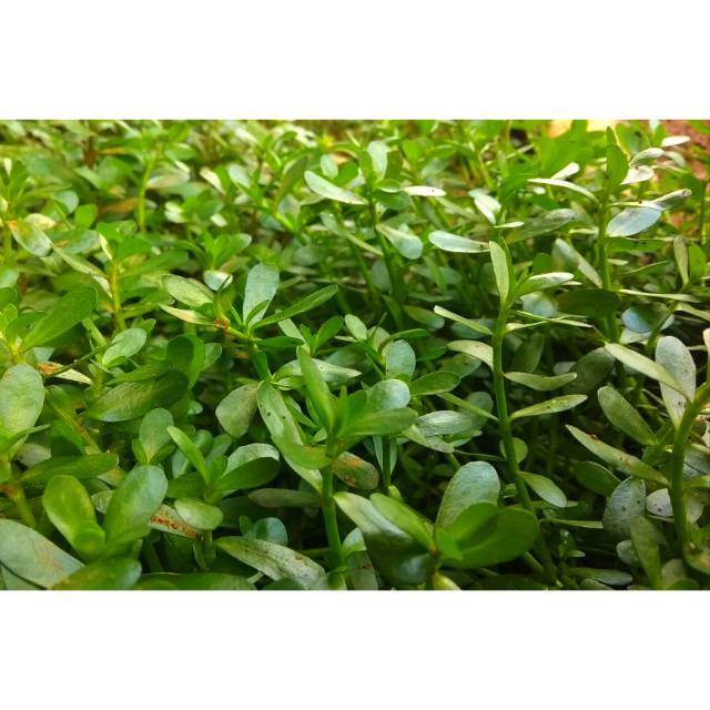 Bacopa Monieri Daun Darat tanaman air aquascape aquarium Bacopa Monieri Daun Darat tanaman air aquascape aquarium