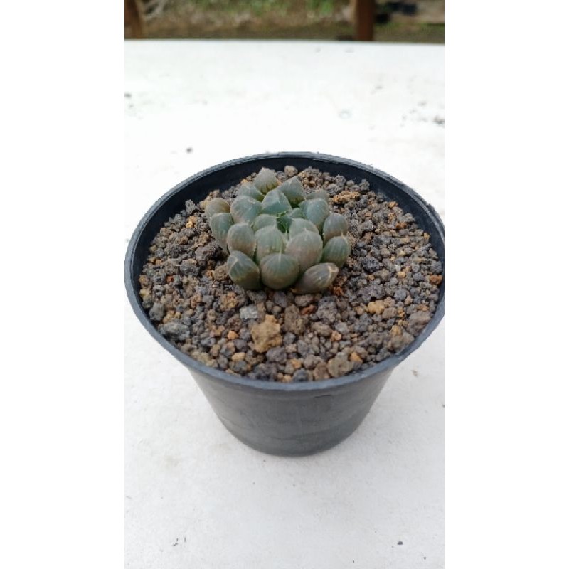kaktus sukulen HAWORTHIA OBTUSA BENING