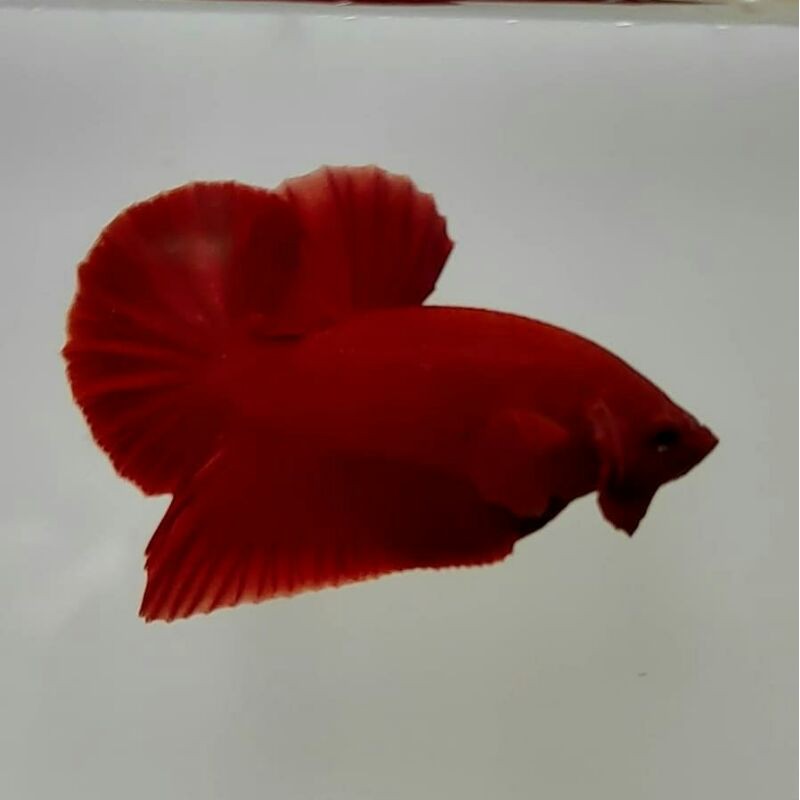 

cupang superred per paket isi 20,35,40,50