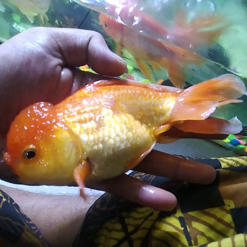 ikan mas koki jumbo