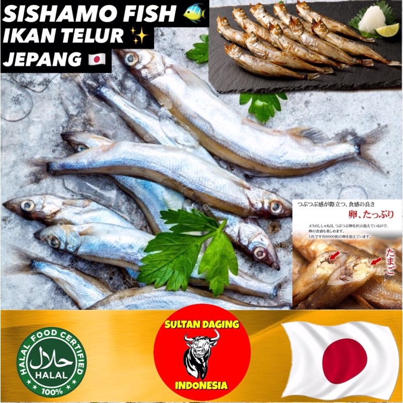 

SISHAMO IKAN FISH PREMIUM 170 GRAM ISI 8 PCS IMPORT JEPANG/ TELUR IKAN JEPANG/SISHAMO FISH/SISHAMO IKAN CAPELIN/TELUR IKAN JEPANG/SISHAMO TELUR JEPANG/ SHISAMO FISH/ SHISAMO IKAN JEPANG