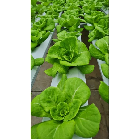 Greenhouse Hidroponik NFT Sayur