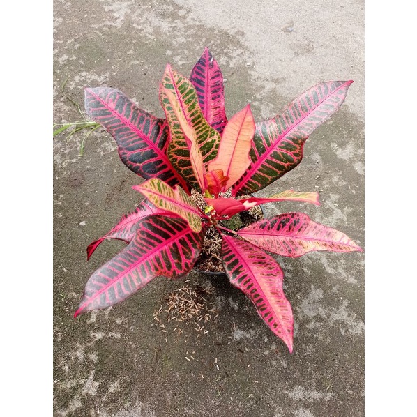 bibit tanaman hias bunga puring pink marrydian