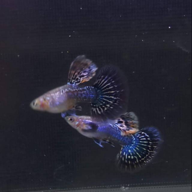 guppy red dragon remaja grade A ikan hias air tawar