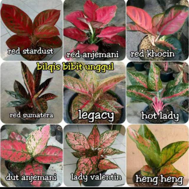 Paket 9 bunga aglonema red stardast Stardust,red anjemani anjamani,red sumatera, legacy,hot lady