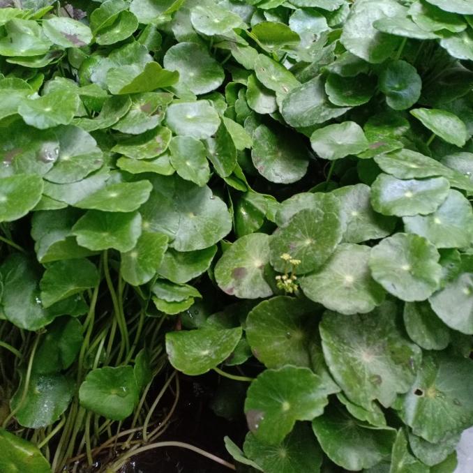 READY STOCK Tanaman Air Pegagan / Daun Pegagan / Tanaman Hias / Pegagan