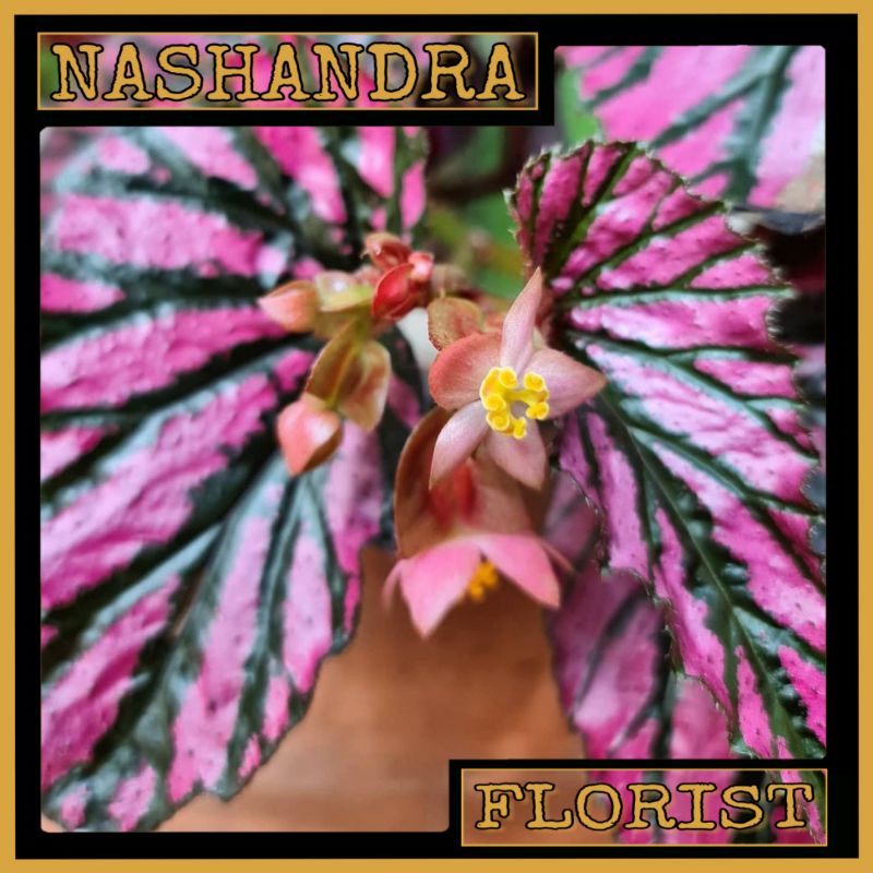 Tanaman Hias Bibit Bunga Begonia Brevirimosa / Begonia Wallet